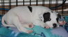 Hp Litter Luxor - ADOPTED 01.20.16