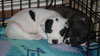 Hp Litter Luxor - ADOPTED 01.20.16