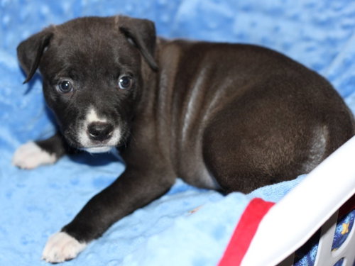 Hp Litter Aria - ADOPTED 01.18.16
