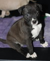Hp Litter Aria - ADOPTED 01.18.16