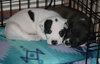 Hp Litter Aria - ADOPTED 01.18.16