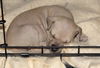 Hp Litter - Mirage - ADOPTED 01.18.16