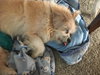 Fozzie - ADOPTED 02.20.16