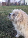 Fozzie - ADOPTED 02.20.16