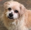 Fozzie - ADOPTED 02.20.16