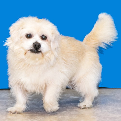Fozzie - ADOPTED 02.20.16
