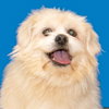 Fozzie - ADOPTED 02.20.16