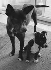 Ip Litter Bearla (Mom) - ADOPTED 06.04.16
