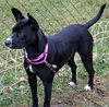 Ip Litter Bearla (Mom) - ADOPTED 06.04.16