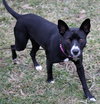 Ip Litter Bearla (Mom) - ADOPTED 06.04.16