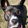 Ip Litter Bearla (Mom) - ADOPTED 06.04.16