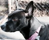 Ip Litter Bearla (Mom) - ADOPTED 06.04.16