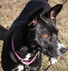 Ip Litter Bearla (Mom) - ADOPTED 06.04.16