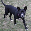 Ip Litter Bearla (Mom) - ADOPTED 06.04.16