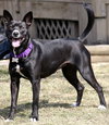 Ip Litter Bearla (Mom) - ADOPTED 06.04.16