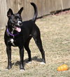 Ip Litter Bearla (Mom) - ADOPTED 06.04.16