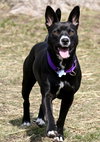 Ip Litter Bearla (Mom) - ADOPTED 06.04.16