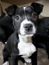 Ip Litter Chatham - ADOPTED 05.13.16