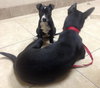 Ip Litter Chatham - ADOPTED 05.13.16