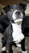 Ip Litter Chatham - ADOPTED 05.13.16
