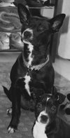Ip Litter Chatham - ADOPTED 05.13.16