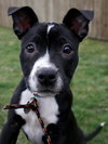 Ip Litter Chatham - ADOPTED 05.13.16