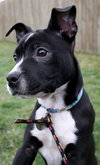Ip Litter Chatham - ADOPTED 05.13.16