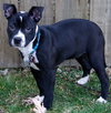 Ip Litter Chatham - ADOPTED 05.13.16