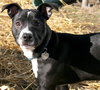 Ip Litter Chatham - ADOPTED 05.13.16