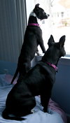 Ip Litter Chatham - ADOPTED 05.13.16