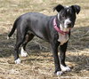 Ip Litter Chatham - ADOPTED 05.13.16
