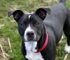 Ip Litter Chatham - ADOPTED 05.13.16