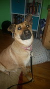 Arabella Kp Litter  - ADOPTED 05.08.20