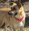 Arabella Kp Litter  - ADOPTED 05.08.20
