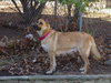 Arabella Kp Litter  - ADOPTED 05.08.20