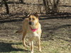 Arabella Kp Litter  - ADOPTED 05.08.20