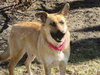 Arabella Kp Litter  - ADOPTED 05.08.20