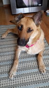 Arabella Kp Litter  - ADOPTED 05.08.20