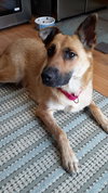 Arabella Kp Litter  - ADOPTED 05.08.20