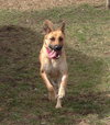 Arabella Kp Litter  - ADOPTED 05.08.20