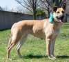 Arabella Kp Litter  - ADOPTED 05.08.20