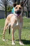 Arabella Kp Litter  - ADOPTED 05.08.20