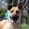 Arabella Kp Litter  - ADOPTED 05.08.20