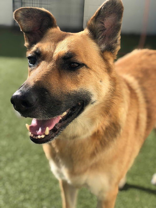 Arabella Kp Litter  - ADOPTED 05.08.20