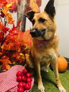 Arabella Kp Litter  - ADOPTED 05.08.20