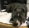 Freja - ADOPTED 02.13.16
