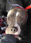 Freja - ADOPTED 02.13.16
