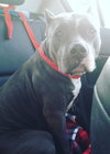 Freja - ADOPTED 02.13.16