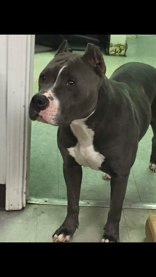 Freja - ADOPTED 02.13.16