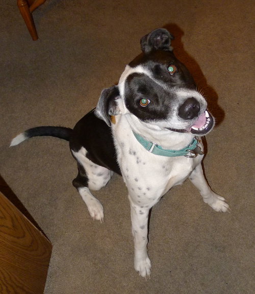 Monet - ADOPTED 01.23.16